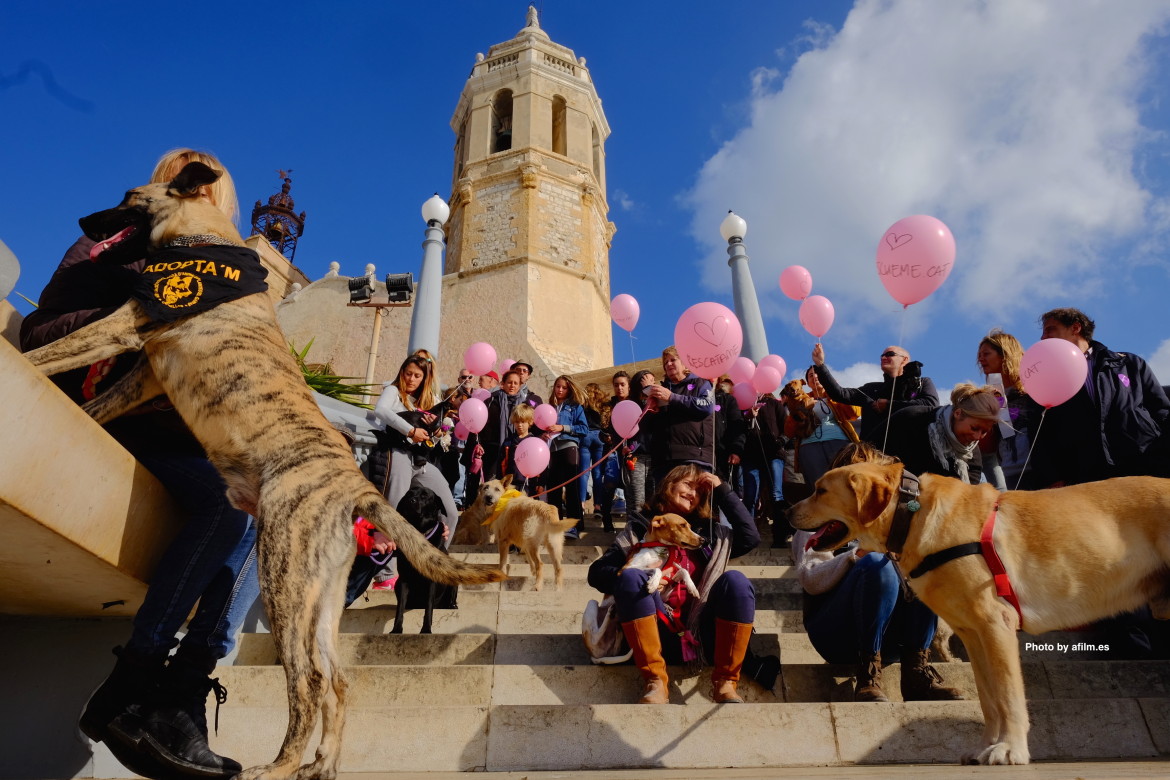 Animal adoption Cubelles Barcelona