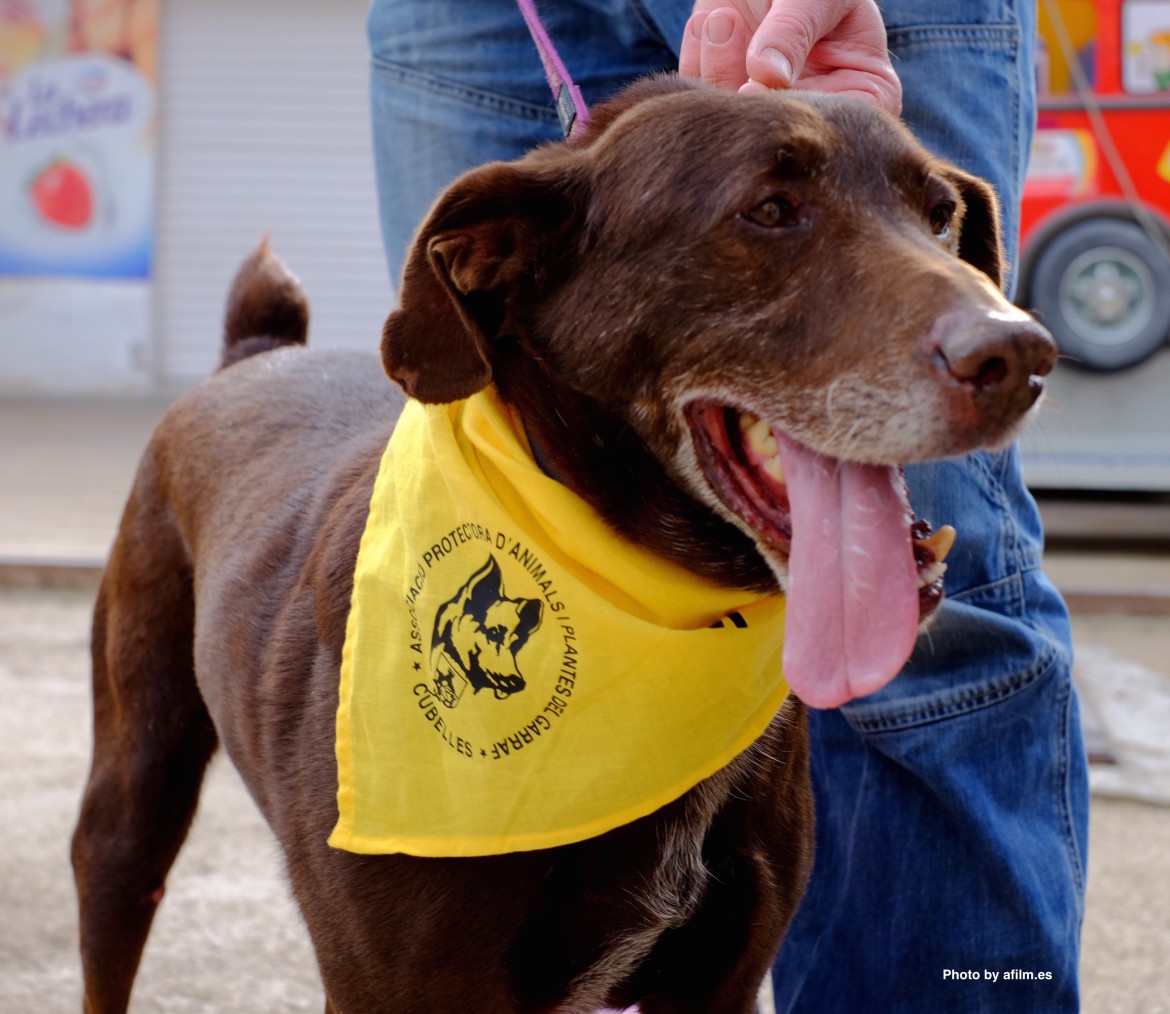 Animal Adoption Cubelles Barcelona